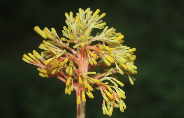 Figura.8 flor lateral , <i>Palicourea guianensis</i>, (Rubiaceae). Area de Conservación Guanacaste, Sector Rincón
Rain Forest, Estación Leiva selva. Sendero Jacobo (elevación 461 metros), colectada el 9 de junio
2025. Foto, Jorge Hernández.