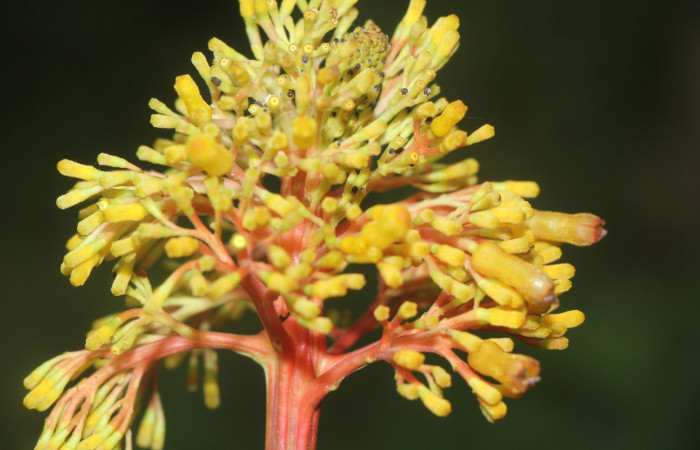 Figura.9 Flor lateral, <i>Palicourea guianensis</i>, (Rubiaceae). Area de Conservación Guanacaste, Sector Rincón
Rain Forest, Selva. (elevación 410 metros), colectada el 9 de junio 2025. Foto, Jorge Hernández.
2025. Foto, Jorge Hernández.