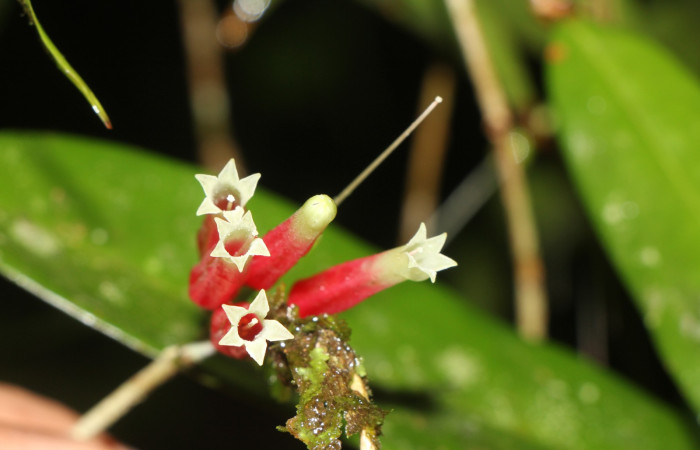 Figura 20. Flor de frente <i>Satyria panurensis</i>, (Ericaceae), de <i>Potamanaxas melicertes</i>, (Hesperiidae). Foto, Jorge Hernández.