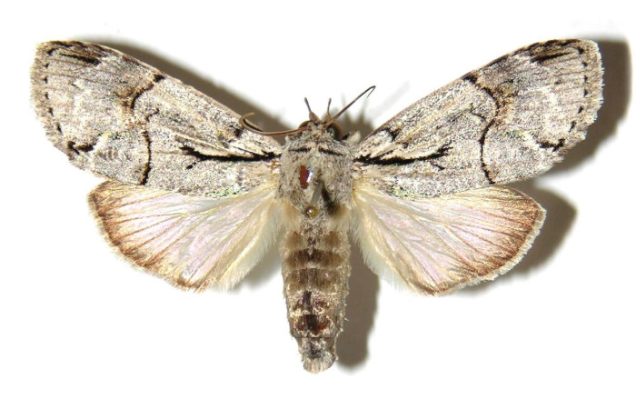 Fig. 13. Vista dorsal de el adulto de <i>Iscadia</i> furciferaDHJ01. Tiene tonos cafés o grisáceos, camuflaje, bandas y manchas oscuras irregulares con una embargadura de alas de 25 a 35 mm. Voucher: 02-SRNP-10091-DHJ312392