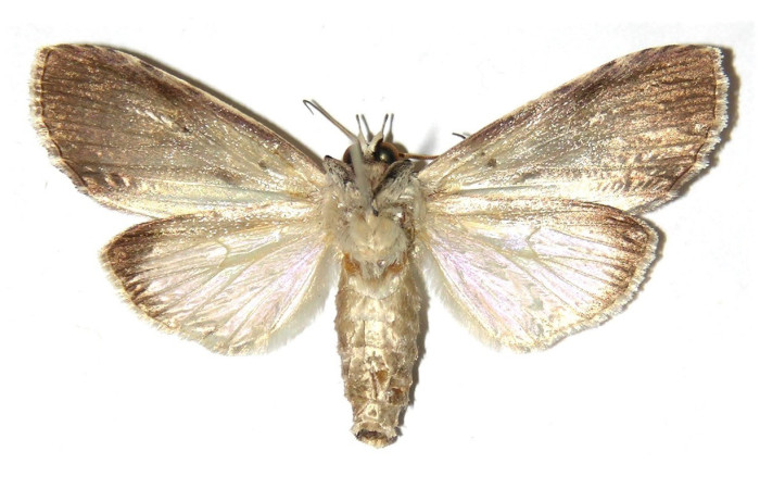Fig. 14. Vista ventral de <i>Iscadia</i> furciferaDHJ01. Voucher: 02-SRNP-10091-DHJ312393