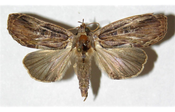 Fig. 15. Vista dorsal de adulto de <i>Iscadia purpurascens</i> (Nolidae). Sus colores café grisaceos son perfectos para mimetizarse en el entorno de los depredadores. Voucher: 02-SRNP-29980-DHJ312412