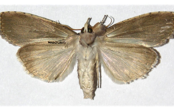 Fig.12. Vista ventral del adulto de <i>Iscadia</i> Poole05 (Nolidae). Las alas posteriores son generalmente de un tono marrón más claro, y las patas están densamente cubiertas de pelos, una característica común en esta familia. Voucher: 03-SRNP-26170-DHJ312403.jpeg.
