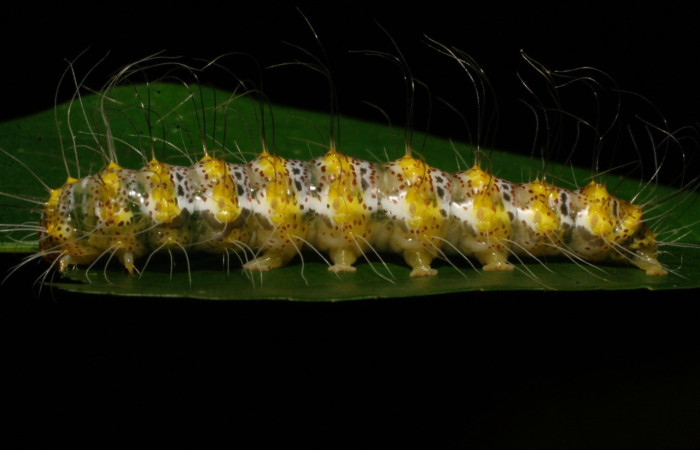 Fig. 2. Vista lateral de <i>Iscadia</i> Poole05 (Nolidae). Es una oruga notablemente peluda y adaptada a la vida en el dosel de los bosques tropicales húmedos. Voucher: 08-SRNP-23264-DHJ445438.jpg.
