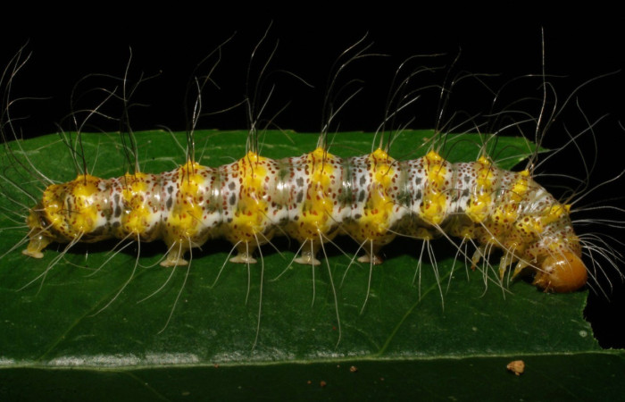 Fig.6. Larva de la familia (Nolidae) <i>Iscadia</i> Poole05. Último estadio, en su planta hospedera, <i>Sebastiania pavoniana</i> (Euphorbiaceae). Voucher: 08-SRNP-23264-DHJ445439.jpg