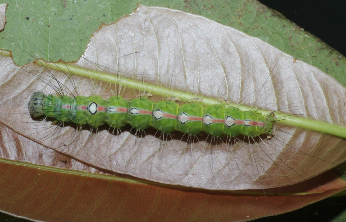 Fig. 7. Larva de <i>Iscadia purpurascens</i>, vista dorsal. Planta hospedera <i>Garcinia intermedia</i> (Clusiaceae). Voucher: 16-SRNP-365-DHJ704065.jpg