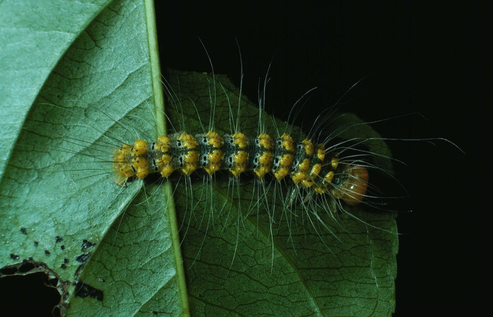 Fig.4. Vista dorsal de la larva <i>Iscadia</i> Poole05, se aprecian los pelos de los cuales esta cubierta. Voucher: 83-SRNP-1230-DHJ6212.jpg.