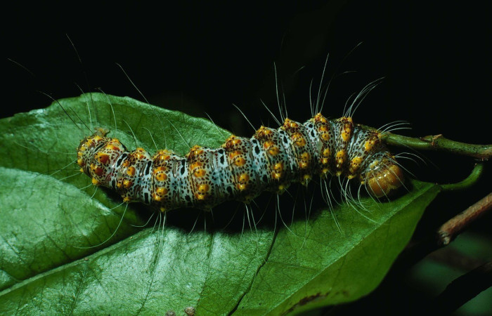 Fig. 3. Vista dorsal de la larva <i>Iscadia</i> Poole05, se nota una coloración mas fuerte en sus colores habituales, ya esta en su última etapa larval. Voucher: 87-SRNP-1376-DHJ10426.jpg