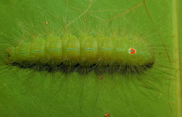 Fig. 9. Vista dorsal de <i>Iscadia</i> furciferaDHJ01. En planta hospedera <i>Clusia rosea</i> (Clusiaceae). Voucher: 94-SRNP-2186-DHJ26955.jpg