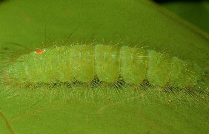 Fig. 8. Vista lateral de <i>Iscadia</i> furciferaDHJ01. Voucher: 94-SRNP-2186-DHJ26956.jpg.