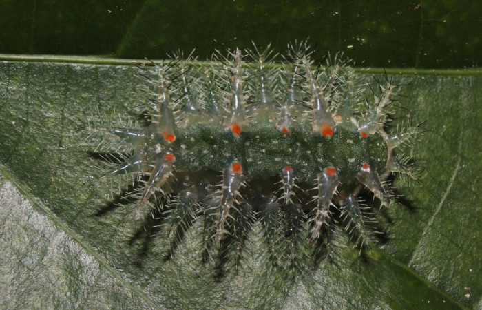 Fig.12 Larva <i>Natada incandescens</i>, (Limacodidae), se alimenta <i>Alchornea latifolia</i>, (Euphorbiaceae), mostrando la parte dorsal entero. Voucher: 14-SRNP-70864-DHJ722878.jpg.