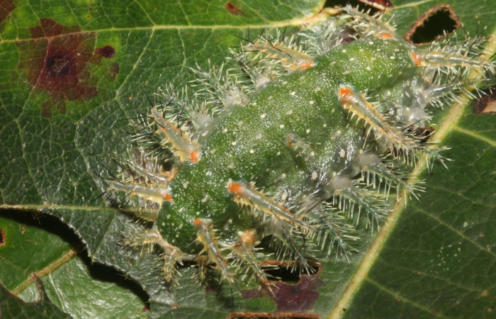 Fig.14 Larva <i>Natada incandescens</i>, (Limacodidae), se alimenta <i>Byrsonima crassifolia</i>, (Malpighiaceae), mostrando la parte lateral entero. Voucher: 17-SRNP-27468-DHJ731490.jpg.