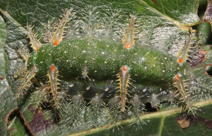 Fig.15 Larva <i>Natada incandescens</i>, (Limacodidae), se alimenta  <i>Byrsonima crassifolia</i>, (Malpighiaceae), mostrando la parte dorsal entero. Voucher: 17-SRNP-27468-DHJ731491.jpg.