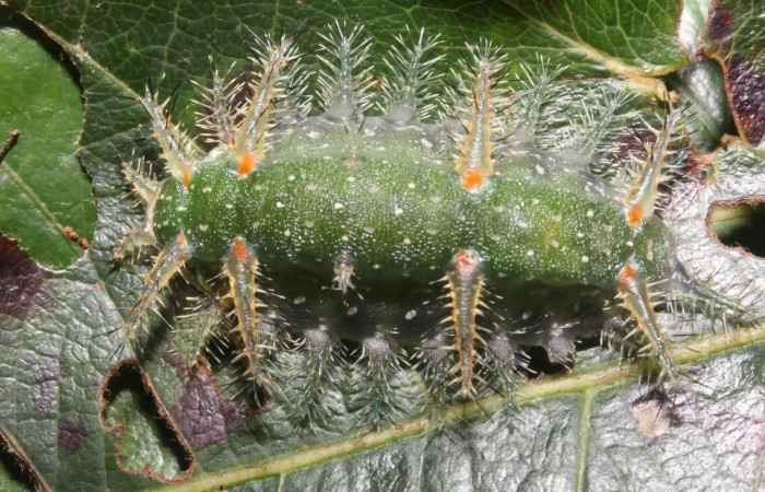 Fig.16 Larva <i>Natada incandescens</i>, (Limacodidae), se alimenta  <i>Byrsonima crassifolia</i>, (Malpighiaceae), mostrando la parte dorsal entero. Voucher: 17-SRNP-27468-DHJ731492.jpg.