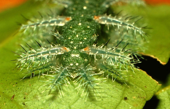 Fig.4 Larva <i>Natada incandescens</i>, (Limacodidae), se alimenta <i>Citrus limetta</i> (introducido), (Rutaceae), mostrando la parte trasera. Voucher: 00-SRNP-14900-DHJ55639.jpg.