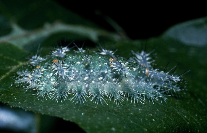 Fig.7 Larva <i>Natada incandescens</i>, (Limacodidae), se alimenta <i>Croton billbergianus</i>, (Euphorbiaceae), mostrando la parte lateral entero. Voucher: 04-SRNP-40098-DHJ82930.jpg.