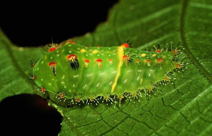 Fig.19 Larva <i>Natada lalogamezi</i>, (Limacodidae), se alimenta <i>Acalypha diversifolia</i>, (Euphorbiaceae), mostrando la parte lateral entero. Voucher: 97-SRNP-7137-DHJ43751.jpg.