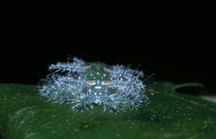 Fig.9 Larva <i>Natada incandescens</i>, (Limacodidae), se alimenta <i>Croton billbergianus</i>, (Euphorbiaceae), mostrando la parte cabeza. Voucher: 04-SRNP-40098-DHJ82932.jpg.