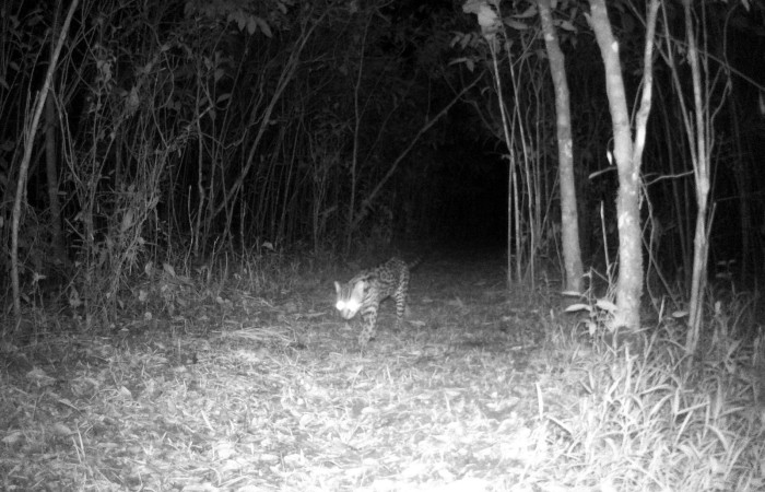 Figura. 4. Ocelote <i>Leopardus pardalis</i> (Felidae), foto captada por cámara trampa, 01 Noviembre 2022, en Estación Biológica Quica, Sector Pitilla Area de Conservación Guanacaste (ACG) (470m).