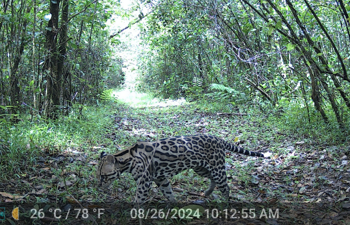 Figura. 2. Ocelote <i>Leopardus pardalis</i> (Felidae), foto captada por cámara trampa, 26 Agosto 2024, en Estación Biológica Quica, Sector Pitilla Area de Conservación Guanacaste (ACG) (470m).