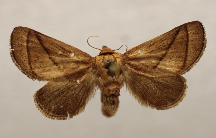  Adulto en posición dorsal de <i>Natada subpectinata</i> (Limacodidae). Sector San Cristóbal, Rió Blanco Abajo. Voucher 18-SRNP-1634-DHJ951440.