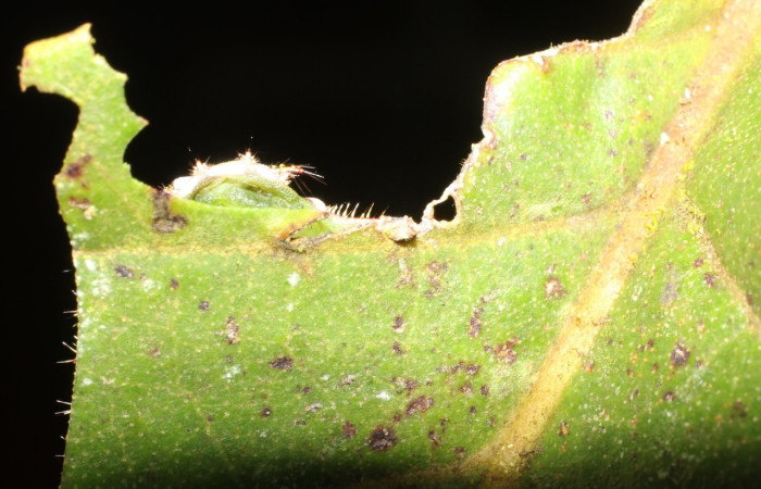  Larva en posición de camuflaje por debajo de la hoja de <i>Natada subpectinata</i> (Limacodidae), U estadio. Sector San Cristóbal, Puente Palma. Voucher 17-SRNP-1894-DHJ704682.jpg.