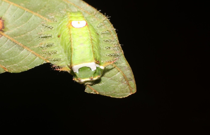  Cabeza en posición frontal de <i>Natada subpectinata</i> (Limacodidae), U estadio. Sector San Cristóbal, Rió Blanco Abajo. Voucher 18-SRNP-1634-DHJ705334.jpg.