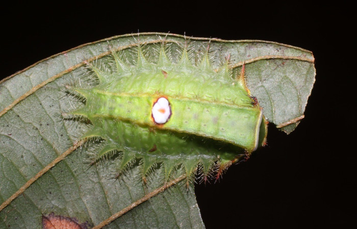 Larva en posición dorsal de <i>Natada subpectinata</i> (Limacodidae), U estadio. Sector San Cristóbal, Rió Blanco Abajo. Voucher 18-SRNP-1634-DHJ705337.jpg.