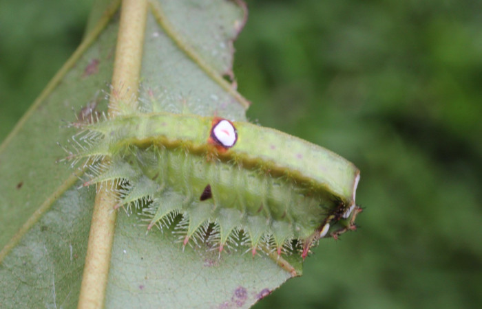  Larva en posición lateral de <i>Natada subpectinata</i> (Limacodidae), U estadio. Sector San Cristóbal, Puente Palma. Voucher 17-SRNP-1894-DHJ704684.jpg.