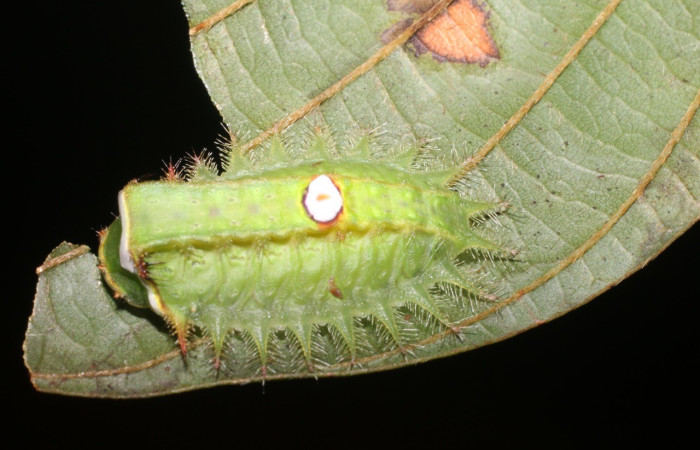  Larva en posición dorsal de <i>Natada subpectinata</i> (Limacodidae), U estadio. Sector San Cristóbal, Rió Blanco Abajo. Voucher 18-SRNP-1634-DHJ705336.jpg.