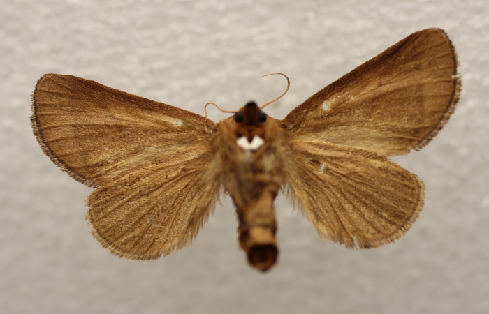  Adulto en posición ventral de <i>Natada subpectinata</i> (Limacodidae). Sector San Cristóbal, Rió Blanco Abajo. Voucher 18-SRNP-1634-DHJ951441.