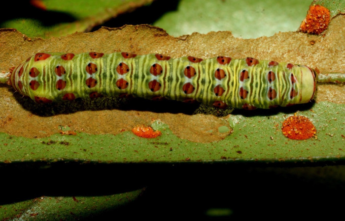 Fig. 5 Larva <i>Argyrosticta aurifundens</i>(Noctuidae), vista dorsal mide 33mm. Ojochal, Sector Santa Rosa 10m. 09-SRNP-73800-DHJ466964.jpg