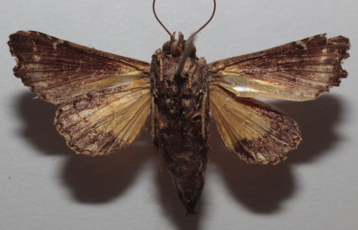 Fig. 1 Adulto <i>Argyrosticta ditissima</i> (Noctuidae), vista dorsal mide 33mm. Ojochal, Sector Santa Rosa  10m. 20-SRNP-46905-DHJ728752.jpg