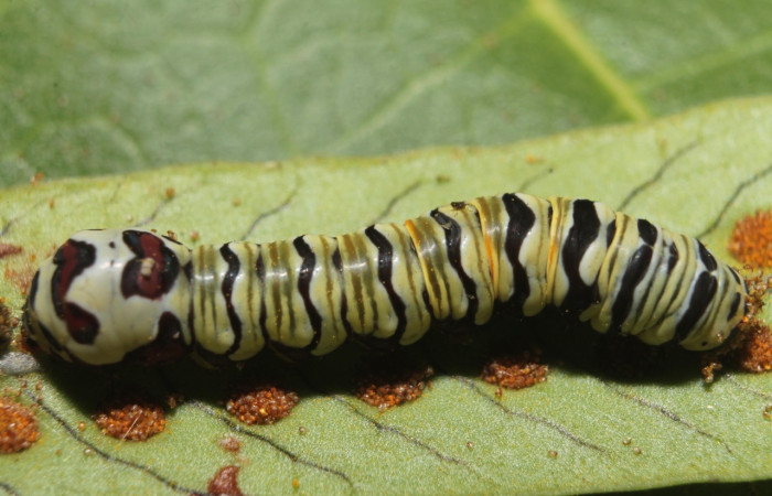Fig. 3 Adulto <i>Argyrosticta ditissima</i> (Noctuidae), vista dorsal mide 20mm. Ojochal, Sector Santa Rosa  10m. 18-SRNP-45868-DHJ719024.jpg
