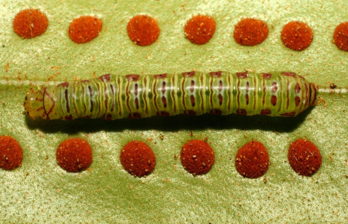 Fig. 6 Larva <i>Argyrosticta aurifundens</i>(Noctuidae), vista dorsal mide 33mm. Ojochal, Sector Santa Rosa 10m. 10-SRNP-70002-DHJ467544.jpg