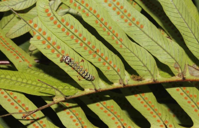 Fig. 7 Larva <i>Argyrosticta ditissima</i> (Noctuidae), vista dorsal mide 33mm. Ojochal, Sector Santa Rosa  20m. 18-SRNP-45868-DHJ719019.jpg