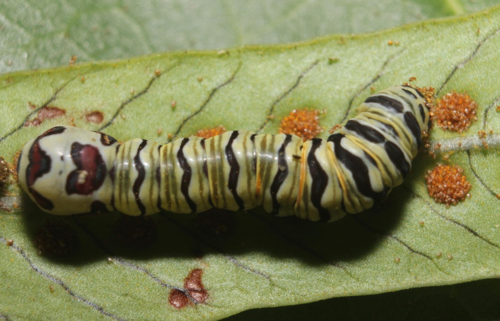 Fig. 8 Larva <i>Argyrosticta ditissima</i> (Noctuidae), vista dorsal mide 33mm. Ojochal, Sector Santa Rosa  10m. 18-SRNP-45868-DHJ719023.jpg