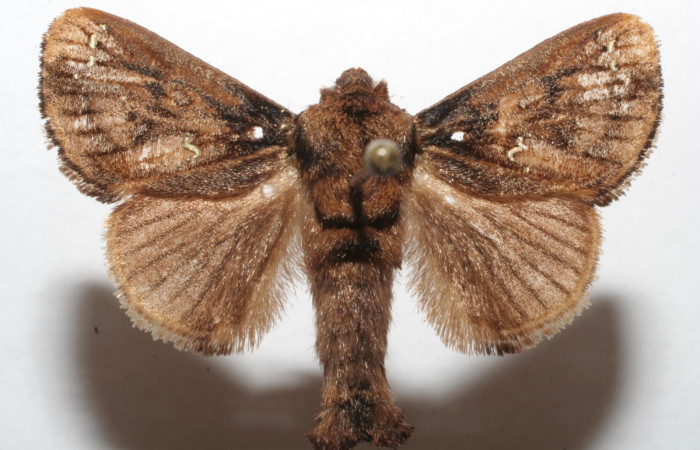 Figura 5. Adulto de <i>Euclea</i> busckiDHJ04 (Limacodidae), vista dorsal. Voucher 07-SRNP-107124-DHJ617088.jpg.