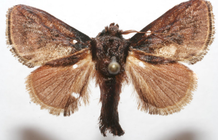 Figura. 6 Adulto de <i>Euclea</i> busckiDHJ05 (Limacodidae), vista dorsal. Voucher 07-SRNP-111592-DHJ621556.jpg.