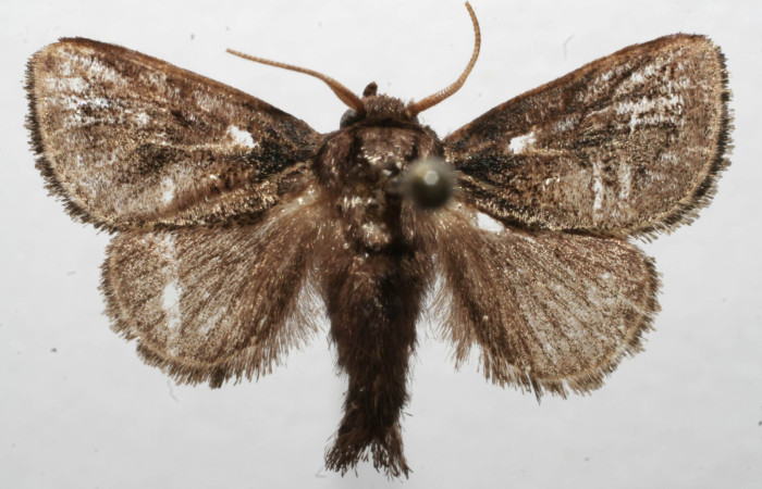 Figura. 7 Adulto de <i>Euclea</i> busckiDHJ06 (Limacodidae), vista dorsal. Voucher 08-SRNP-105694-DHJ629758.jpg