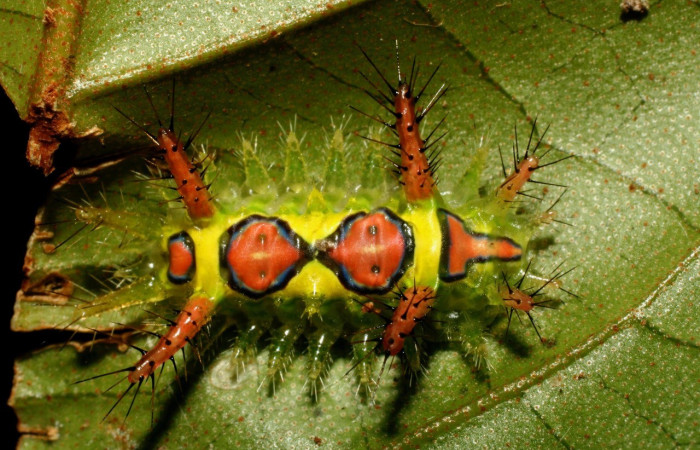 Figura 3. Larva de <i>Euclea</i> busckiDHJ01 (Limacodidae), penúltimo estadio, vista dorsal, Estación Quica. Voucher 08-SRNP-72491-DHJ447301.jpg.