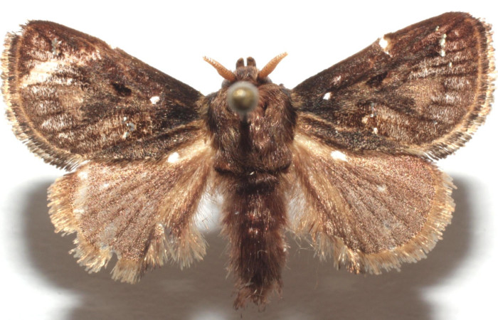 Figura 2. Adulto de <i>Euclea</i> busckiDHJ03 (Limacodidae), vista dorsal. Voucher 16-SRNP-104209-  DHJ690724.jpg.