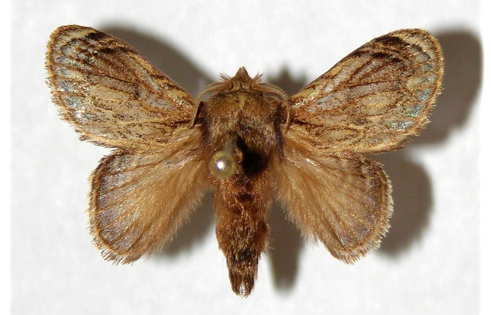 Figura 5. Adulto de <i>Euglyphis libnites</i> (Lasiocampidae). Parte dorsal. Voucher: 01-SRNP-1775-DHJ319356.