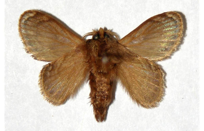 Figura 6. Adulto de <i>Euglyphis libnites</i> (Lasiocampidae). Parte ventral. Voucher:01-SRNP-1775-DHJ319357.