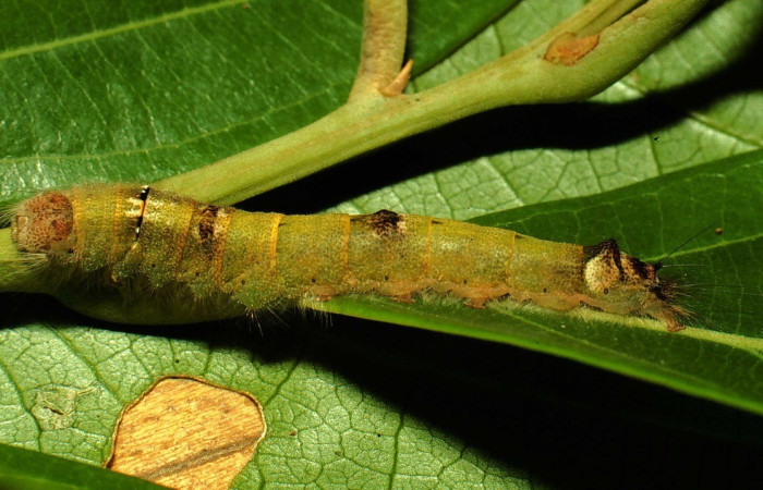 Figura 3. Larva de <i>Euglyphis libnites</i> (Lasiocampidae). Parte dorsal. Voucher: 01-SRNP-1775-DHJ57807.jpg.