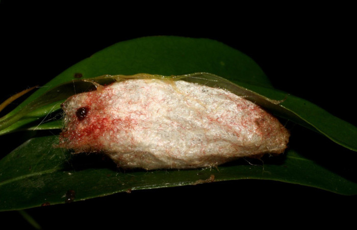 Figura 4. Capullo de <i>Euglyphis jessiehillae</i> (Lasiocampidae). Parte dorsal. Voucher: 05-SRNP-35318-DHJ406150.jpg