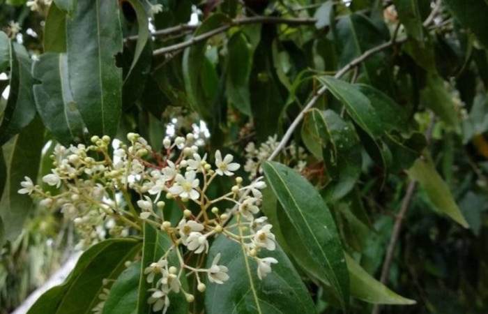 Figura 7. Arbol floreado de <i>Nectandra membranacea</i> (Lauraceae) una  de las plantas hospederas de la que se alimenta <i>Euglyphis jessiehillae</i> 
 (Lasiocampidae) Foto: ACG.