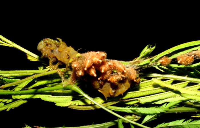 Figura 13. Capullos de la familia Braconidae, <i>Meteorus</i> congregatusDHJ01, parásito que ataca a la larva <i>Ptiloscola dargei</i>. (07-SRNP-57792-DHJ428531).
