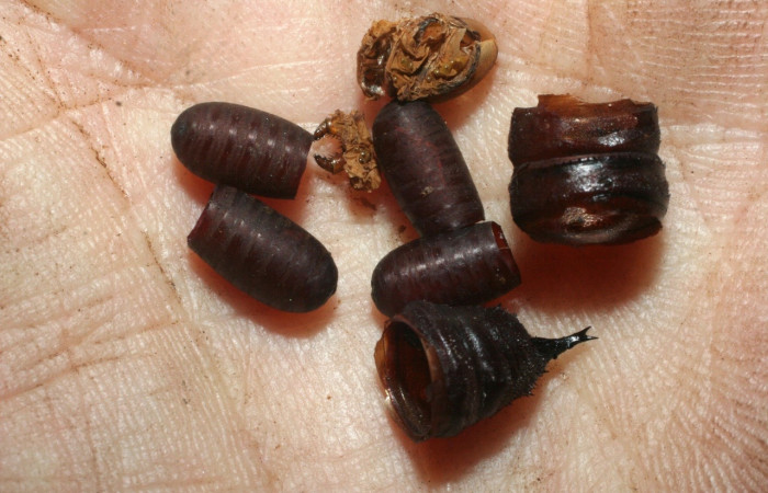 Figura 14. Exuvia de parásito de la familia Tachinidae, <i>Blepharipa</i> fimbriataDHJ12, parásito que ataca a la larva <i>Ptiloscola dargei</i>. (07-SRNP-59289-DHJ462063).
