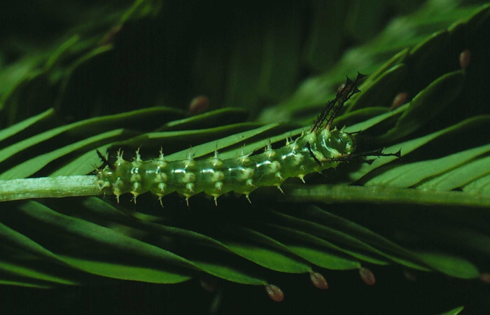 Figura 7. Larva de <i>Ptiloscola dargei</i> (Saturniidae)  vista ventral. (81-SRNP-823-DHJ3006)